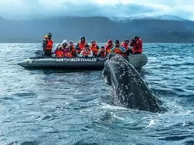 Cruceros Australis