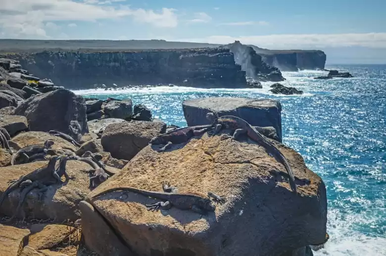 Punta Suarez
